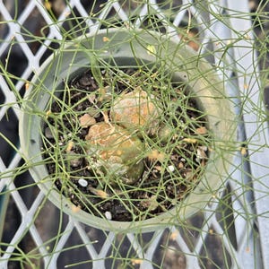 May include: A small, round, light green succulent plant with a textured, bulbous surface, potted in a circular plastic container. The plant features thin, wiry, branching green stems that extend outward from the central bulbous base.