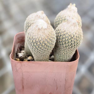 May include: A cluster of four small, rounded cacti with dense, pale yellow spines and white, fuzzy tops. The cacti are planted in a square, light brown plastic pot filled with soil and small pebbles, showing a textured, prickly surface.