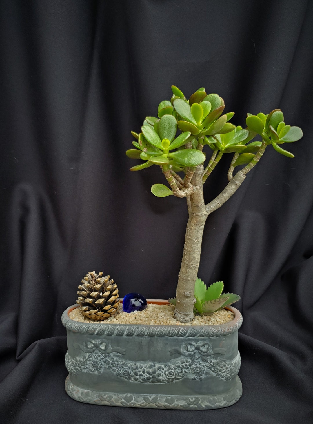 Crassula Ovata Baby Jade Bonsai Jade Plant African Etsy