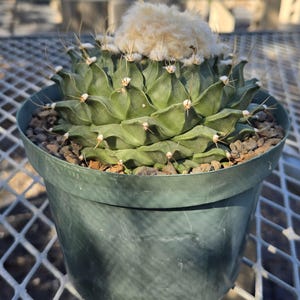 May include: A round, dark green cactus with distinct, wavy, layered ribs and sharp spines, topped with a dense, fluffy, cream-colored woolly crown. The cactus is planted in a simple, dark green plastic pot filled with small, dark brown gravel.