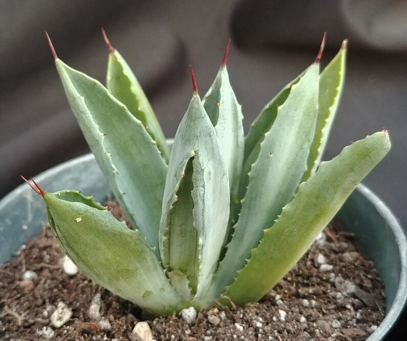 Live Succulent in 4 Pot Small Agave Collectible Weird Plant Agave potatorum cv Unusual Agave Cubic #2* Beautiful Rosette Shape
