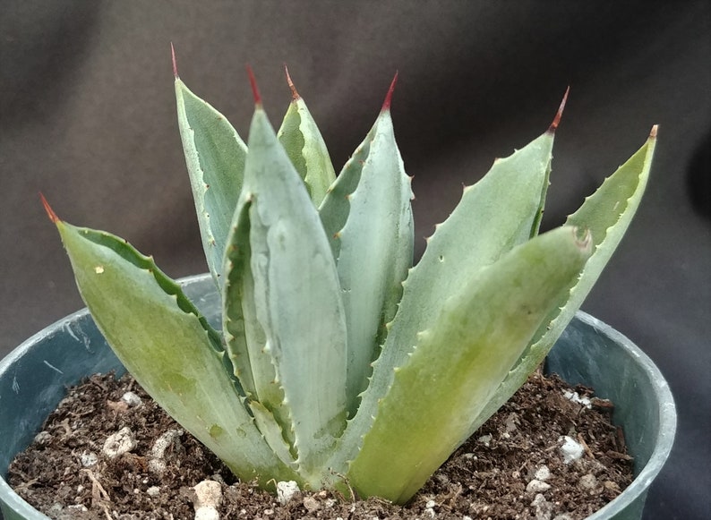 Live Succulent in 4 Pot Small Agave Collectible Weird Plant Agave potatorum cv Unusual Agave Cubic #2* Beautiful Rosette Shape