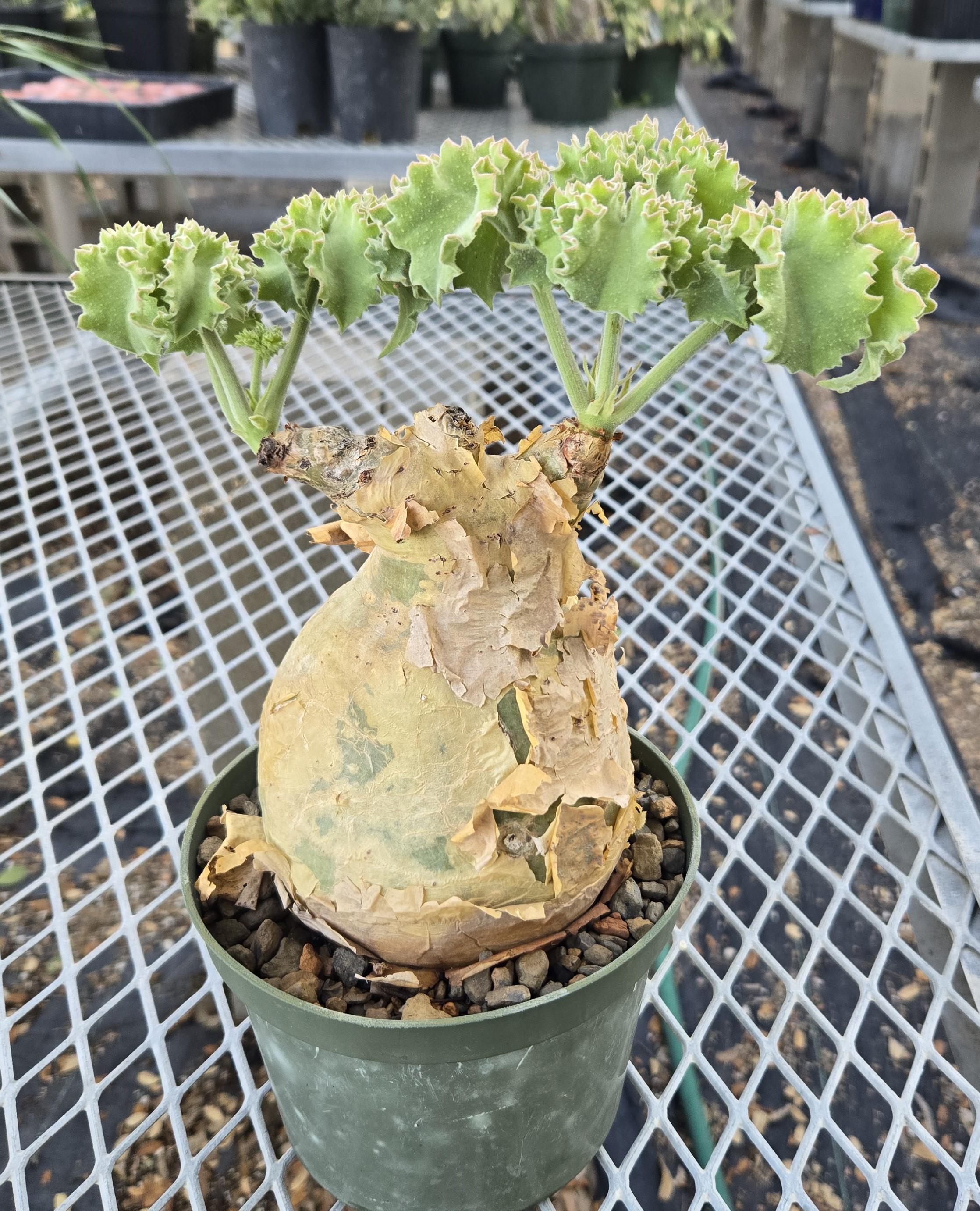 Unusual Caudex Plants - Etsy