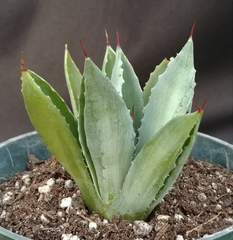 Live Succulent in 4 Pot Small Agave Collectible Weird Plant Agave potatorum cv Unusual Agave Cubic #2* Beautiful Rosette Shape