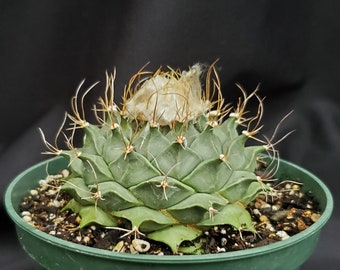 Artichoke Cactus * Live Cactus in 5" Pot * Unusual Succulent * White Flowers * Mexico * Weird Plant * Live Cactus