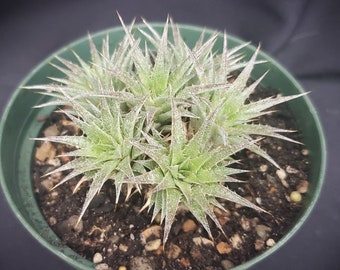 Abromeitiella chlorantha * Unusual Succulent * Live Succulent in 4" Pot * Spiky Leaves * Makes Large Cluster or Mound * Succulent Plant