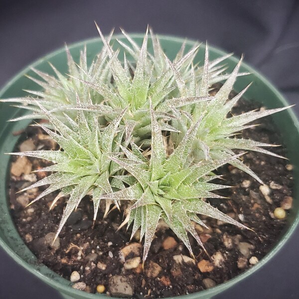 Abromeitiella chlorantha * Unusual Succulent * Live Succulent in 4" Pot * Spiky Leaves * Makes Large Cluster or Mound * Succulent Plant