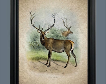 Deer Art Print - Deer Illustration - Hunter Gift - Deer Poster - Deer Wall Art - Home Decor - Cabin Art - Gift - #C-020