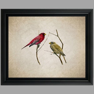 Vintage Rose Finch Illustration - Bird Art - Finch Illustration - Ornithology - Vintage Bird Poster - Rose Finch - Exotic Birds #C-011