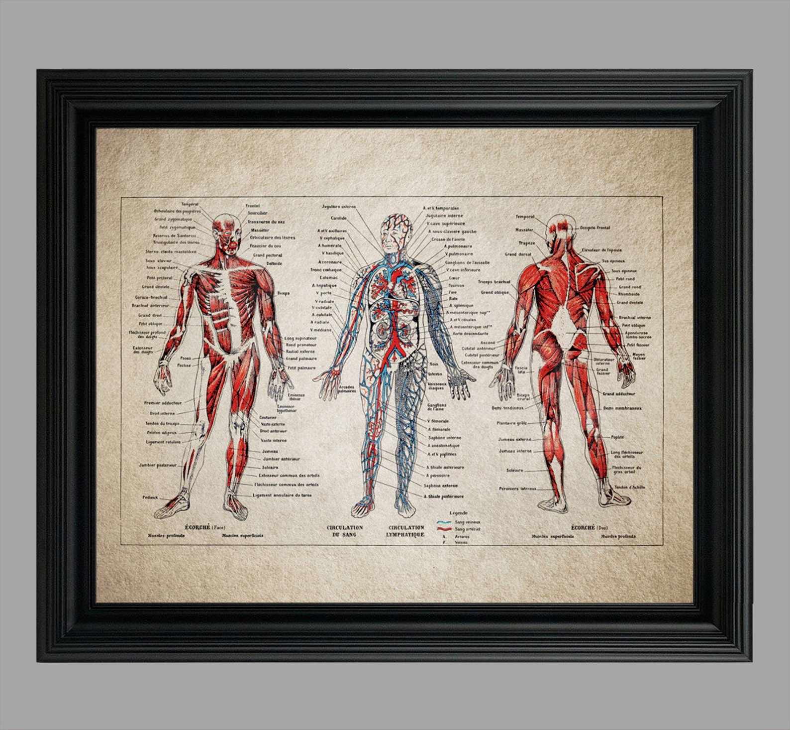 Vintage Human Anatomy Print - Doctor Office Decor - Medical Student ...