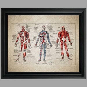 Vintage Human Anatomy Print - Doctor Office Decor - Medical Student - Medical Art Poster - medizinstudent - Body Skeleton #C-001