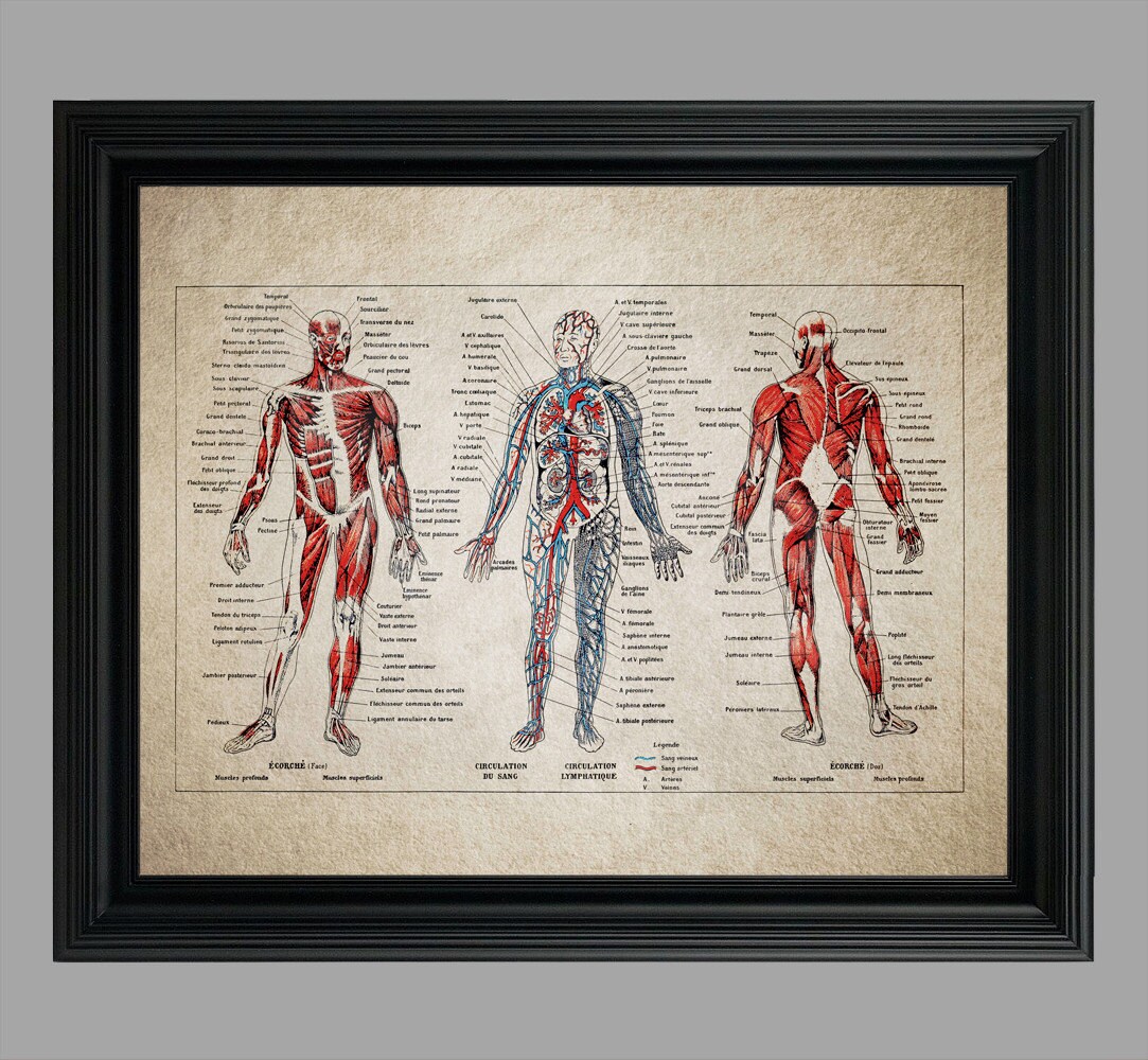 Vintage Human Anatomy Print Doctor Office Decor Medical Etsy