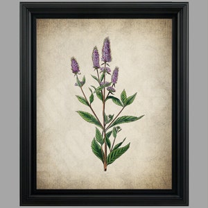 Vintage Peppermint Print - Plant Illustration - Herb Illustration - Botanical - Purple Flower - Instant download - Kitchen Decor Art  #C-002
