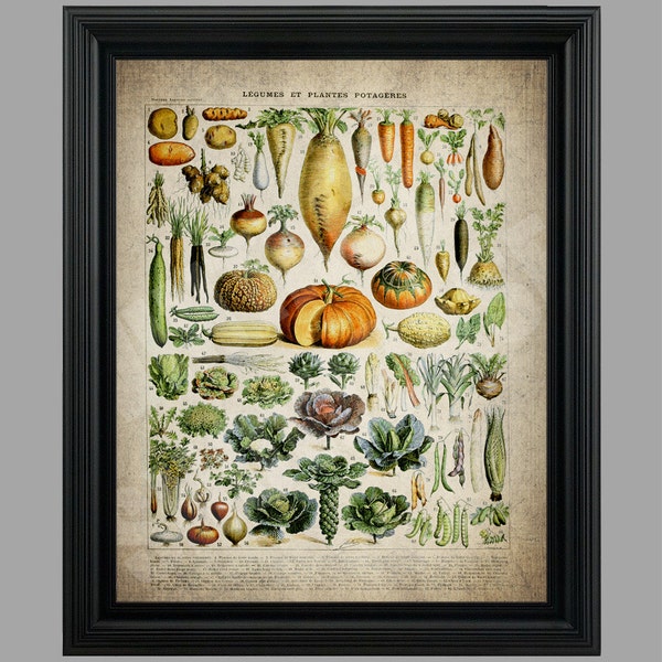 Vintage Vegetable Collage Illustration - Vegetables Legumes Illustration Botanical Instant Digital Download - #050