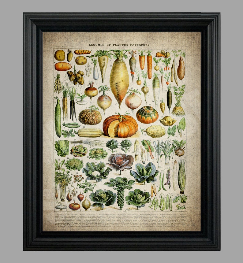 Vintage Vegetable Collage Illustration Vegetables Legumes Etsy