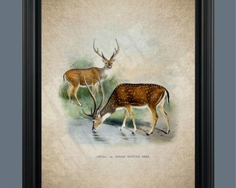 Deer Art Print - Deer Illustration - Hunter Gift - Deer Poster - Deer Antlers - Deer Wall Art - Home Decor - Cabin Art - Gift  - #C-022