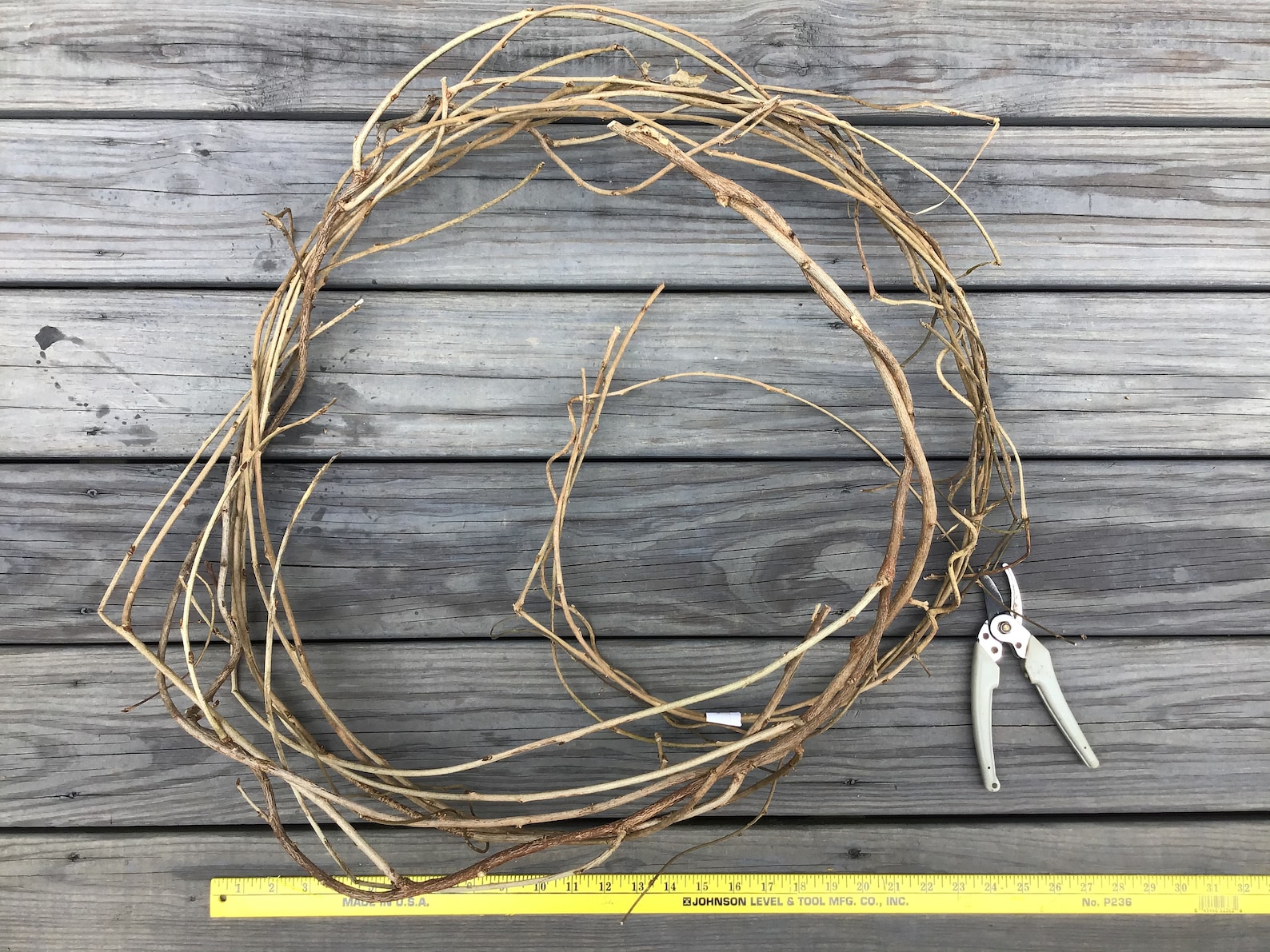 wisteria twig wisteria twig