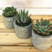 Set of 3 Succulents in Whitewashed concrete planters-Mini Planter-Succulent Gift-Home Decor-Desk Decor-Rosette Succulents-Gift for Mom