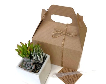 Succulent DIY Kit, Happy Birthday Succulent Gift Box, White Ceramic Planter, Gardener Gift, Houseplant Gift Box-Plant Gift Box,Succulent Kit