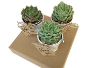 20 Succulent Wedding Favors, Succulent Favors, 20 Plant Favors, Communion Favors, Wedding Succulents Favors, Event Favors, Succulent Plants