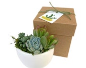 Succulent Wall Planter, Succulent Arrangement in Hanging Planter, Customer Appreciation Gift, Succulent Gift Box, Succulent Home Decor