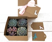 Succulent Plants Variety Pack in Gift Box-Mini Succulent Collection-Mermaid Gift Box-Llama Gift-Unicorn Gift-Succulent Gift for Her-Plants