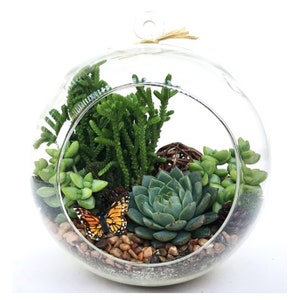 DIY Succulent Terrarium Kit, Terrarium Kit "Woodsy", Housewarming Gift, Birthday Gift, Glass Terrarium Kit, DIY Christmas Gift, Home Decor