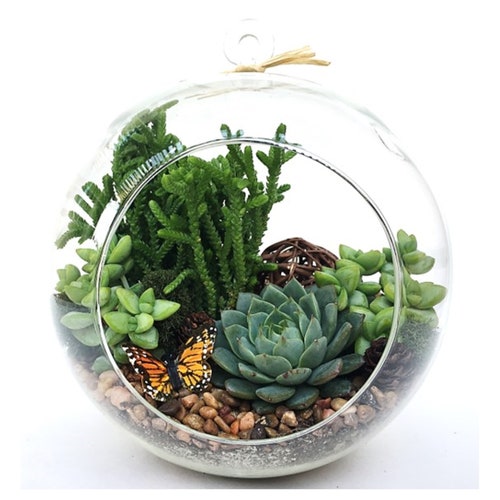 DIY Succulent Terrarium Kit Terrarium Kit woodsy Etsy