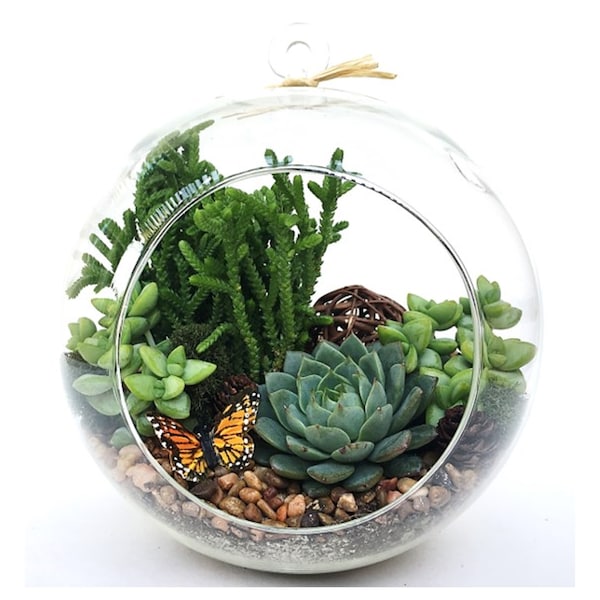 DIY Succulent Terrarium Kit, Terrarium Kit "Woodsy", Housewarming Gift, Birthday Gift, Glass Terrarium Kit, DIY Christmas Gift, Home Decor