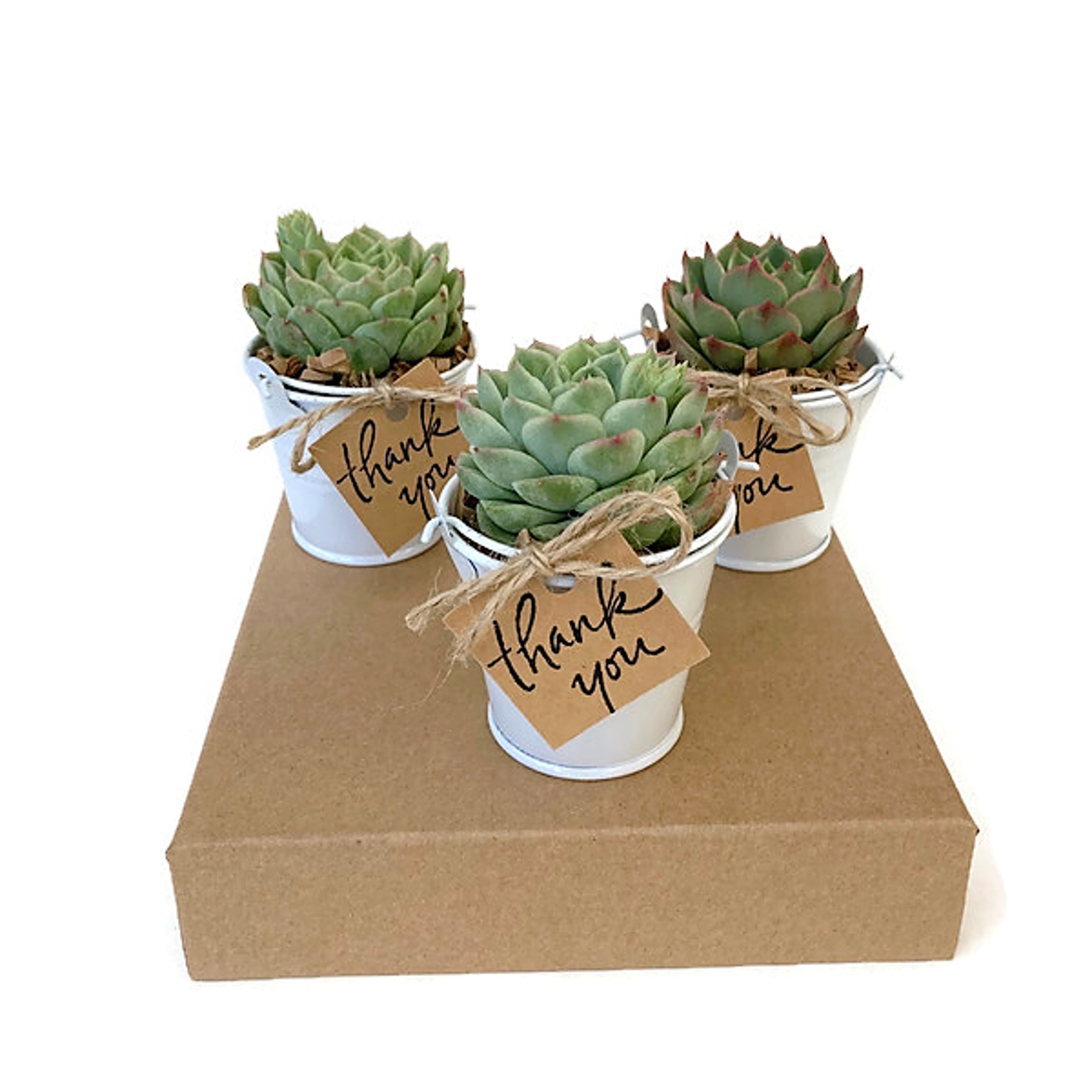 72 Succulent Baby Shower Favors Rosette Succulents In Etsy Singapore