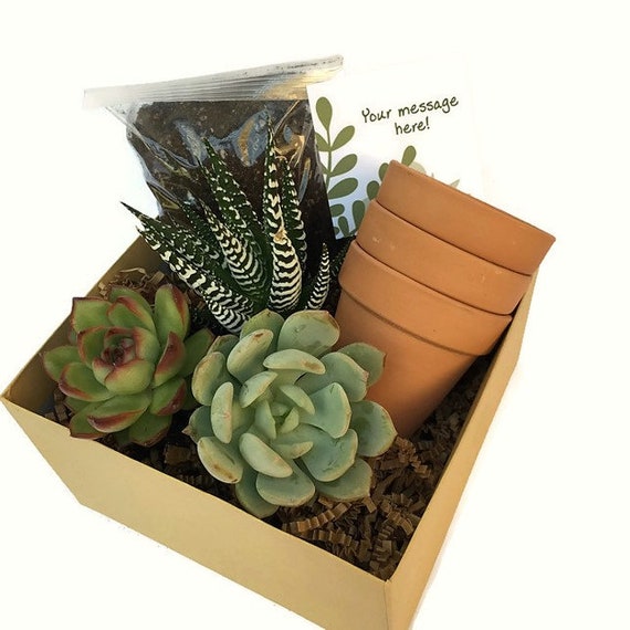 Succulent Gift Box Birthday Gift Box Care Package For Friend Quarantine Birthday Custom Gift Happy Birthday Succulent Gift Friend Gift