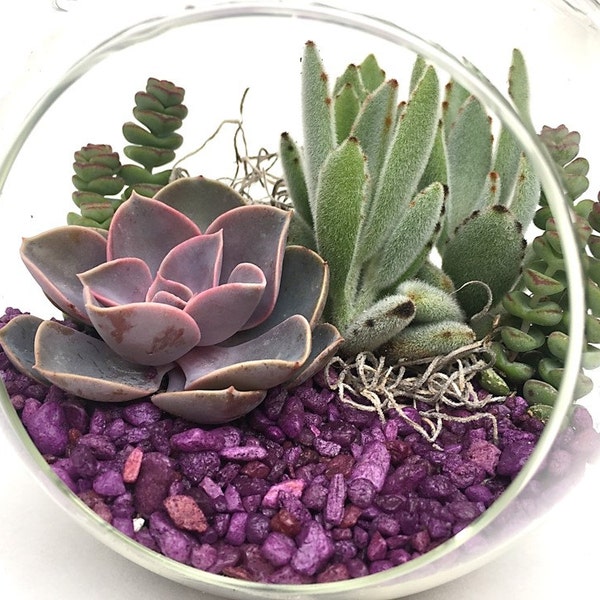 DIY Purple Terrarium Kit-Succulent Kit-Large Globe Terrarium-Purple Gift-Gardener Gift-Housewarming Gift-Graduation Gift-Birthday Gift