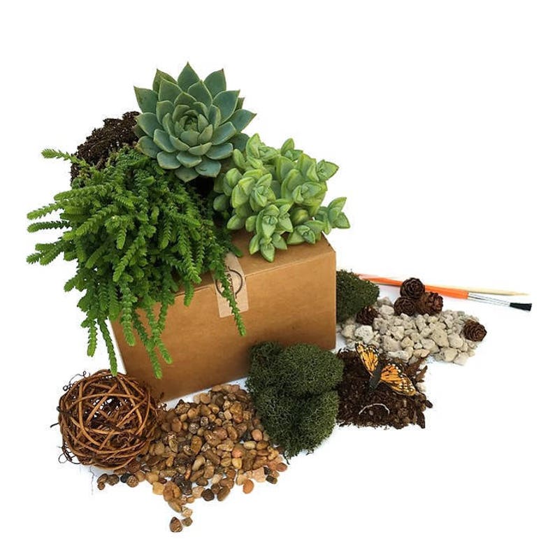 Terrarium Starter Kit Large Woodsy Succulent Terrarium Refill Etsy