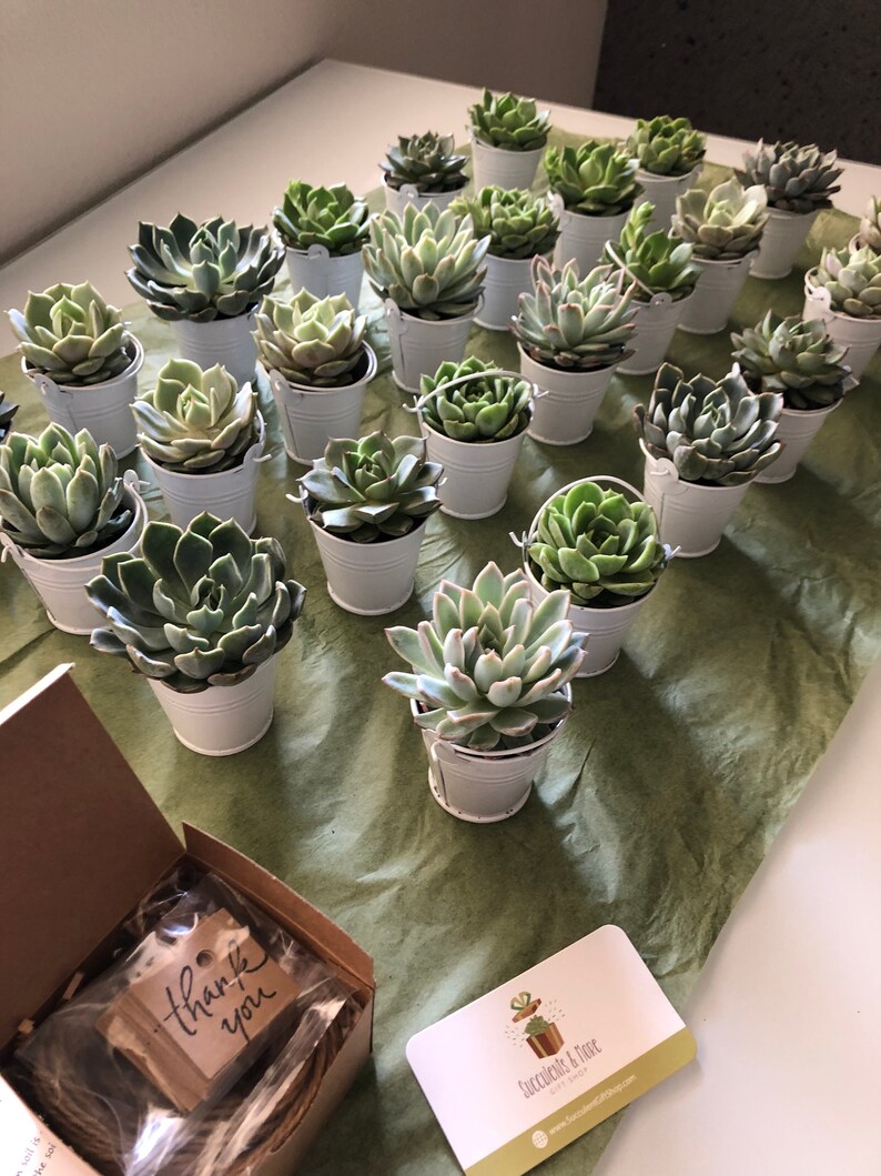 succulent gift ideas