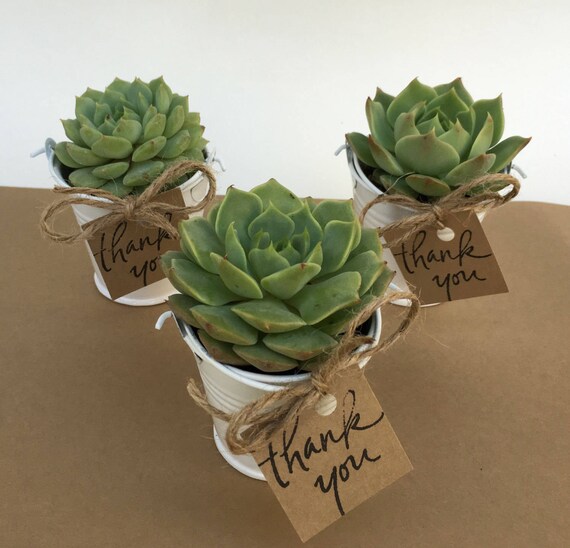 succulent plant baby shower favor