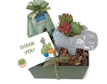 Elephant Planter Succulent Arrangement Gift Box, Elephant Pot, Succulent Planter, Thank You Gift, Succulent Gift Box, Housewarming Gift Box