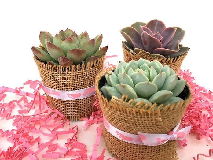 Set Of 12 Succulent Baby Shower Favors Gift Diy 50