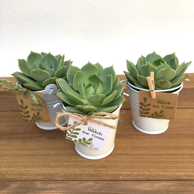 30 Succulent Favors Succulents Succulent Bridal Shower Etsy Singapore