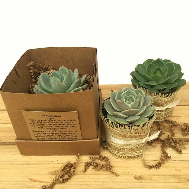 Set of 12 Individual Succulents in Gift BoxesSucculent Etsy