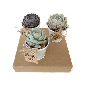 JIIMZ 30 Beautiful SUCCULENT WEDDING COLLECTION succulents  party favor gifts