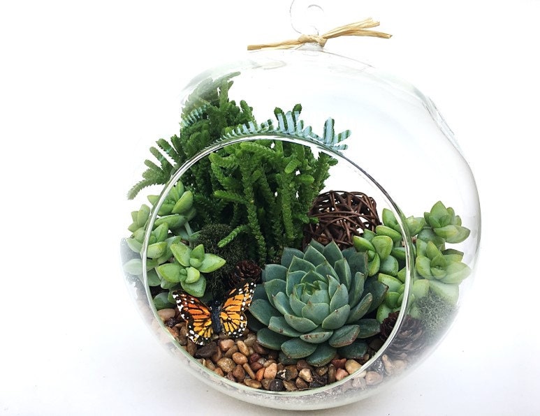 XLarge Succulent Terrarium DIY Kit "Woodsy"-Realtor Gift-Bi…