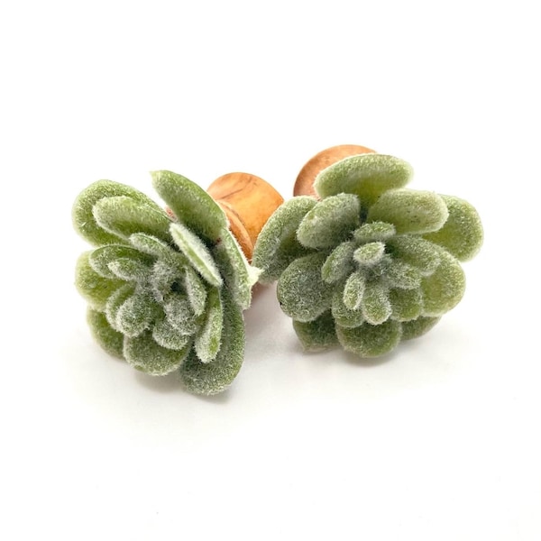 Succulent Plant in Organic Olive Wood Ear Plug Earrings/ Plant Plug Gauges Stretched Ears/ Sizes 2g 0g 00g 7/16” 1/2” 9/16” 5/8” 11/16” 3/4”