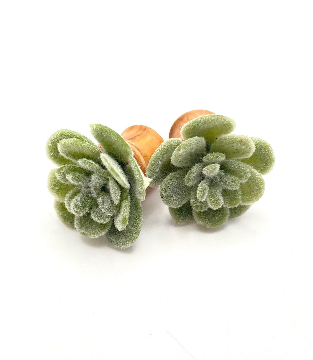 Succulent Plant in Organic Olive Wood Ear Plug Earrings/ Plant Plug