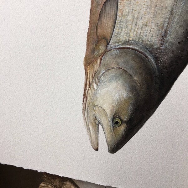 Original watercolor painting of a King Salmon, chinook, fishing, outdoors, angler, alaska, fish and game, fish art, animal art, painting,