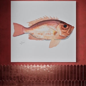 pittura originale di pesce acquerello rosso obeso atlantico tropicale profondo oceano pesca arte nautica