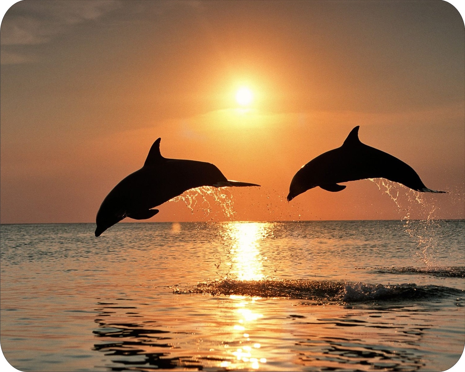 Mouse Pad Sunset Dolphins Computer Mousepad New Mat Etsy