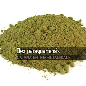 May include: A close-up of a pile of green Ilex paraguariensis powder, also known as yerba mate, on a white background. The text "Ilex paraguariensis" and "GAIANA ENTHEOBOTANICALS" is visible in the image.