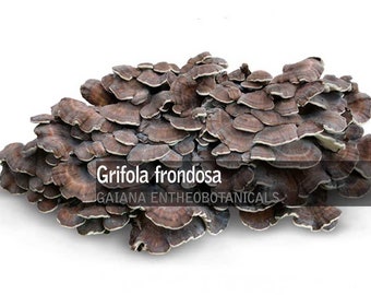 Organic Grifola Frondosa Maitake Mushroom Powder, Grifola Frondosa, All-Natural powder, Edible mushroom, Super Food, Wild Collected Mushroom