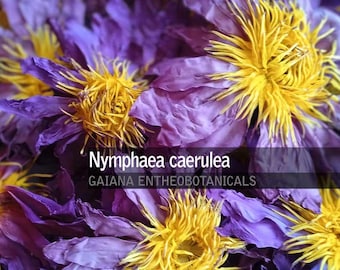 100 g de fleurs de lotus bleu, Nymphaea caerulea de qualité supérieure, fleurs entières de culture biologique, lotus égyptien, lys bleu sacré, livraison gratuite