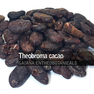 Biologische rauwe cacaobonen, premium kwaliteit Theobroma cacao Criollo cacaobonen, biologisch gecertificeerde onbehandelde rauwe cacao, gefermenteerde hele bonen